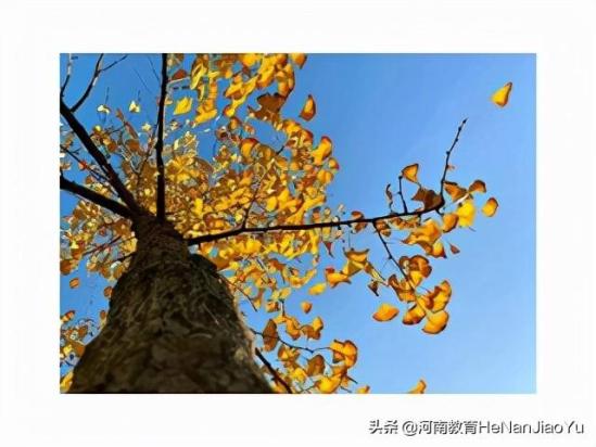 河南科技大学林业职业学院怎样(河南林业职业学院怎么样啊)