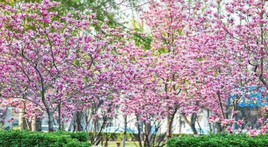 上海东华大学分数线是多少(2020年的上海东华大学的分数线)